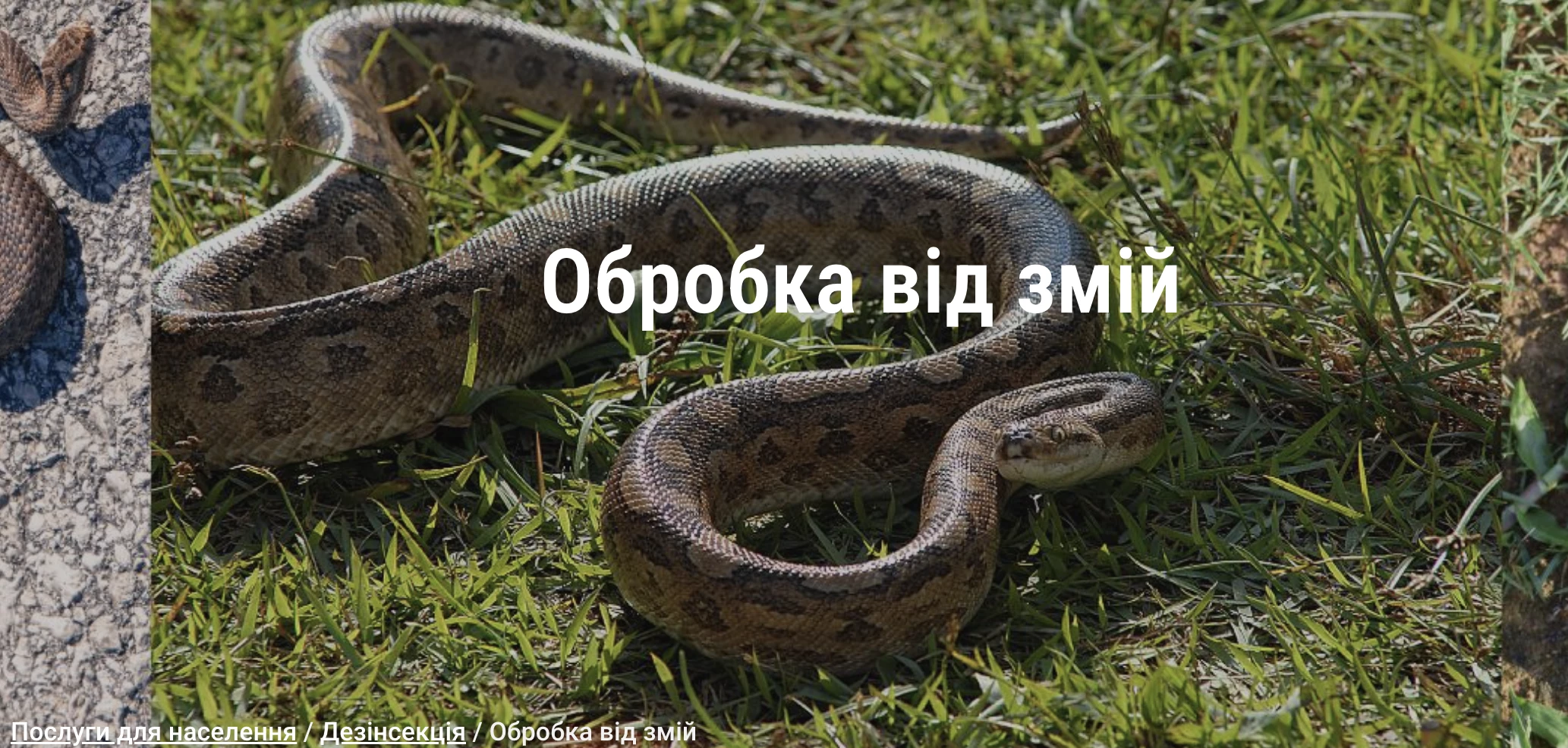 Обробка від змій: Методи та Засоби Охорони від Небезпечних Гадюк