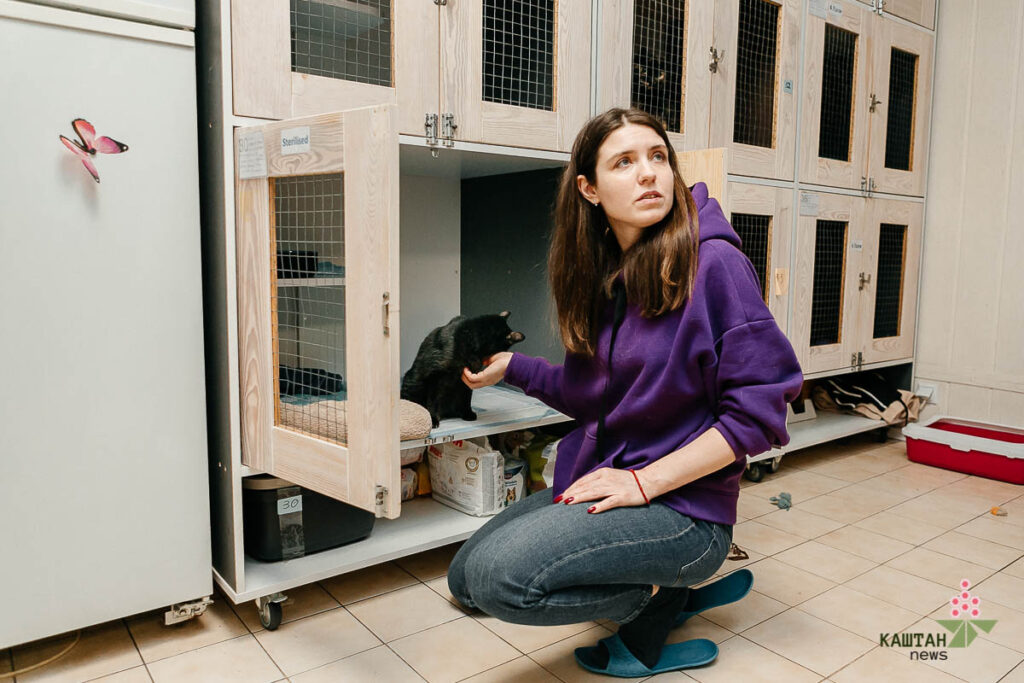 Коти в притулку Sterilization Team