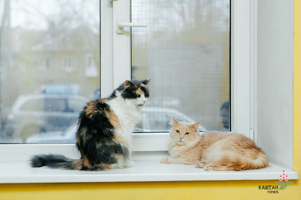 Притулок Sterilization Team