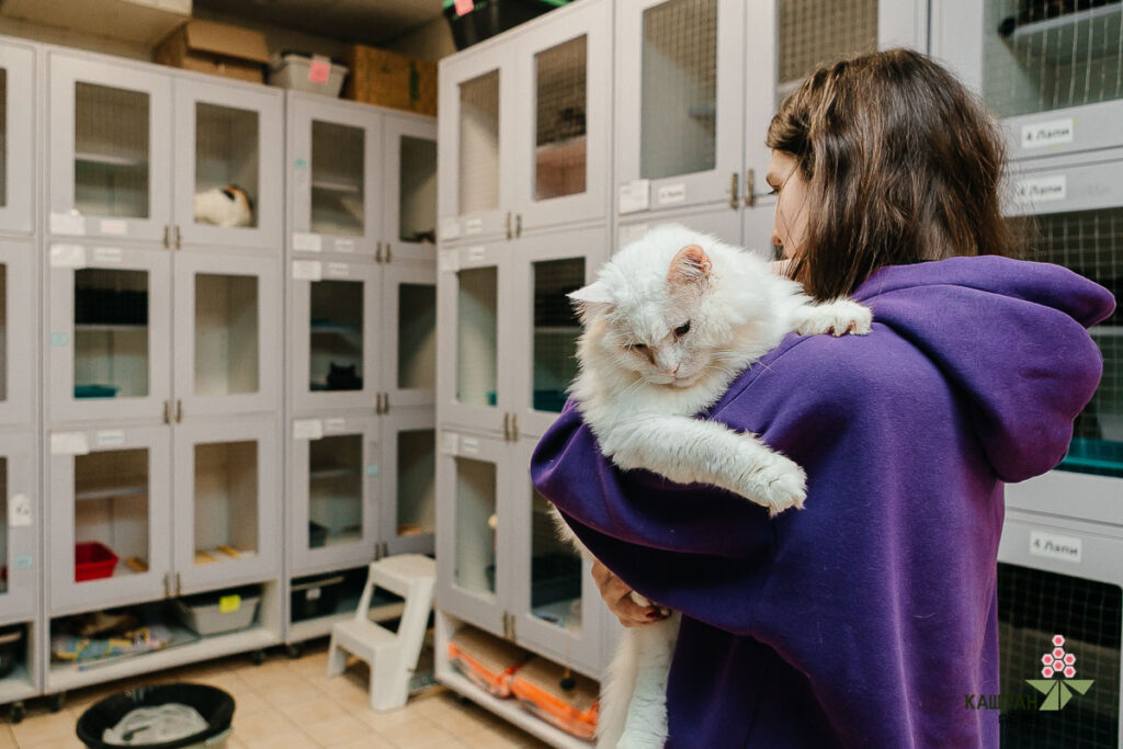 Коти в притулку Sterilization Team