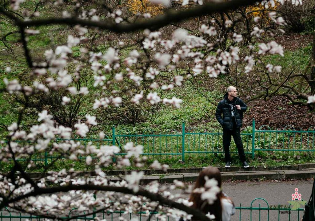 магнолії в Києві