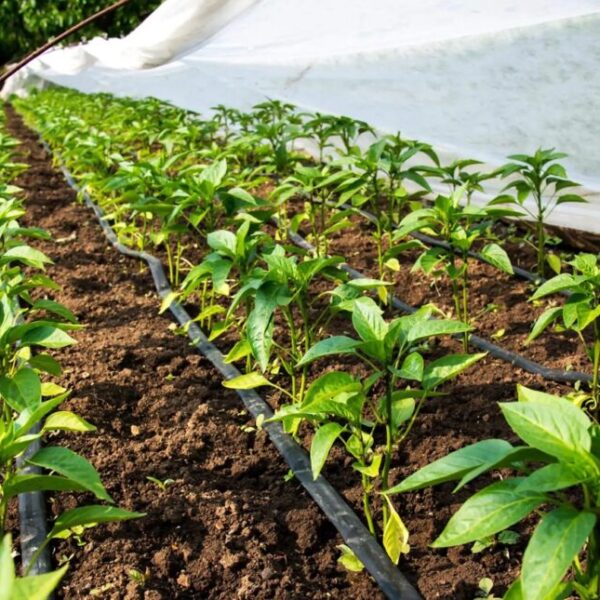 Система крапельного поливу для теплиць і газонів