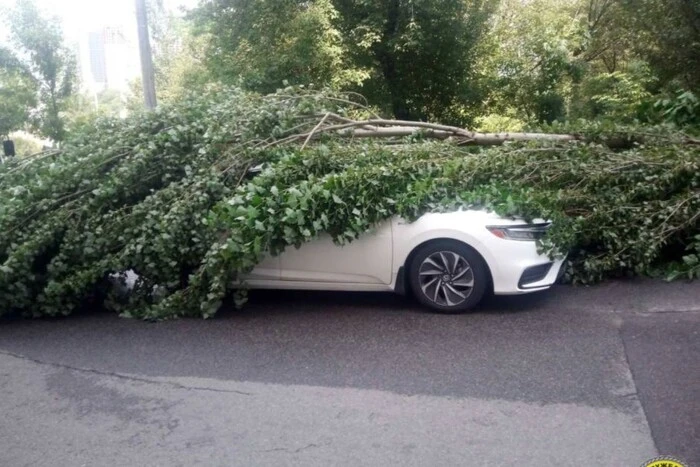 76 дерев упали через зливу в Києві: влада показує наслідки негоди