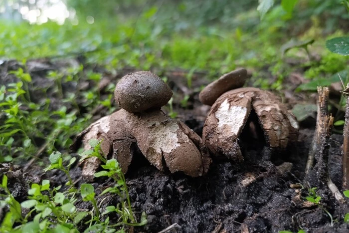 У Голосіївському парку знайшли рідкісний гриб, схожий на космічну станцію (фото)