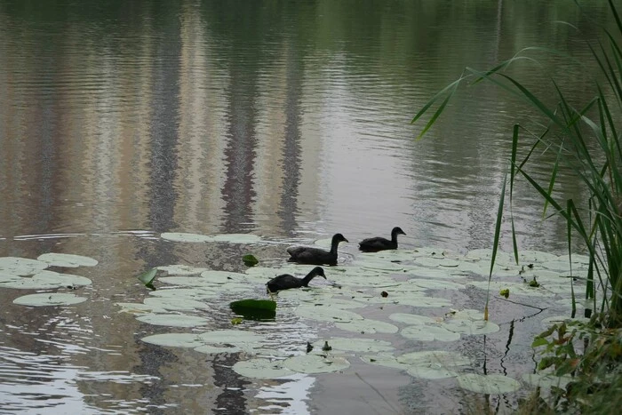 Київські озера є