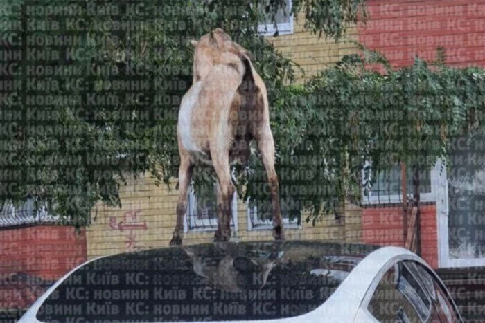 Мешканці однієї зі столицьних вулиць скаржаться на те, що кози пошкоджують автомобілі: петиція