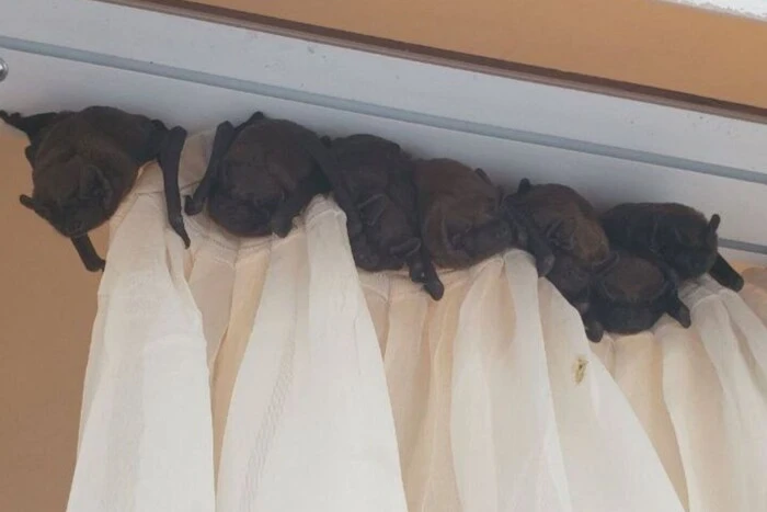 Рятувальники тварин дали поради киянам, які надовго залишають свої квартири