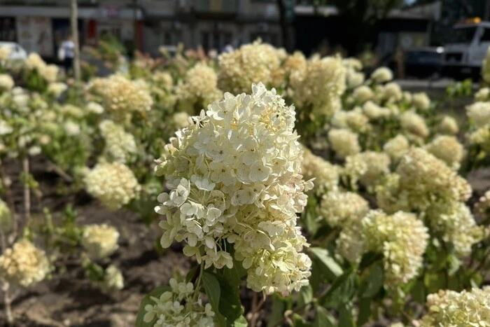 Після демонтажу МАФів у Подільському районі з'явилася ціла плантація гортензій (фото)