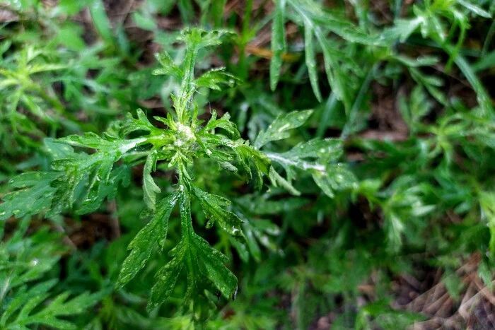 Небезпечна амброзія у Києві: столична влада назвала зону заражених територій