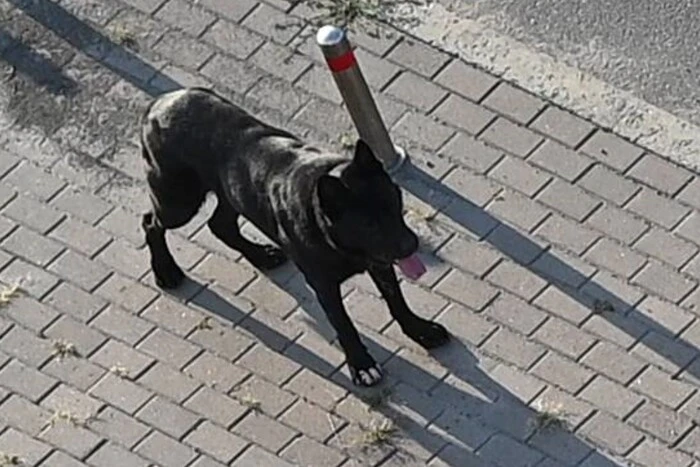 У Києві агресивний собака без повідка вкусив жінку та її домашнього улюбленця (фото)