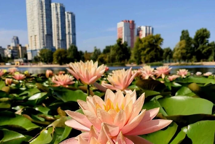 На озері Тельбін цвітуть латаття, посаджені місцевими жителями (фото)