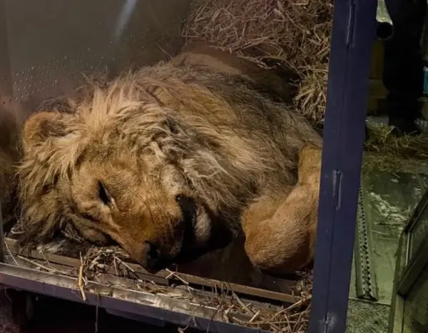 Київські добровольці визволили лева, що зимував під відкритим небом у лютий холод.