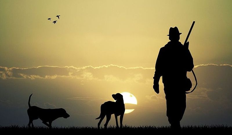 Мисливство в Україні: історія, традиції та сучасний стан
