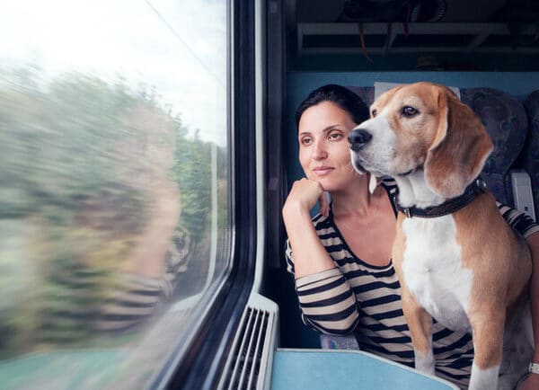 Транспортування тварин в поїздах Укрзалізниці по Україні: детальний список вимог та обмежень – Київ Vgorode.ua