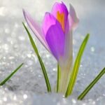 ВЕСНУ ВСТРЕЧАЕМ: Киевские концерты на Vgorode.ua