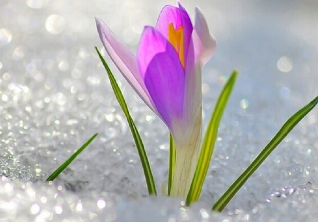 ЗА ДЕНЬ К ВЕСНЕ - фото