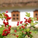 КАЛИНА: Юбилейное Шоу – Афиша Киева на Vgorode.ua