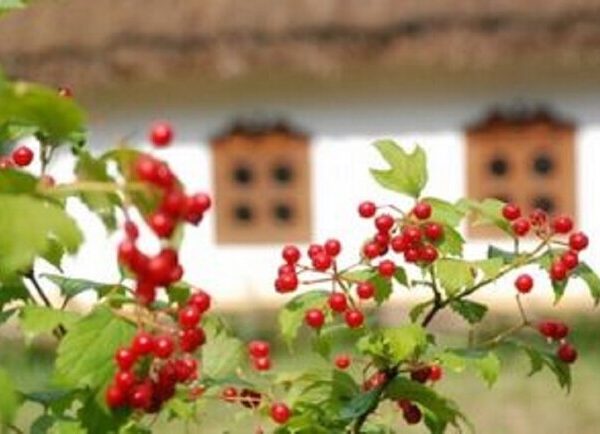 КАЛИНА: Юбилейное Шоу – Афиша Киева на Vgorode.ua