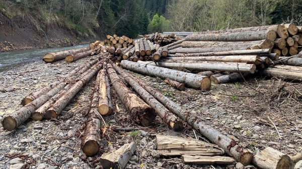 За незаконні вирубки на Київщині “Ліси України” можуть виплатити 17 млн грн&hellip;