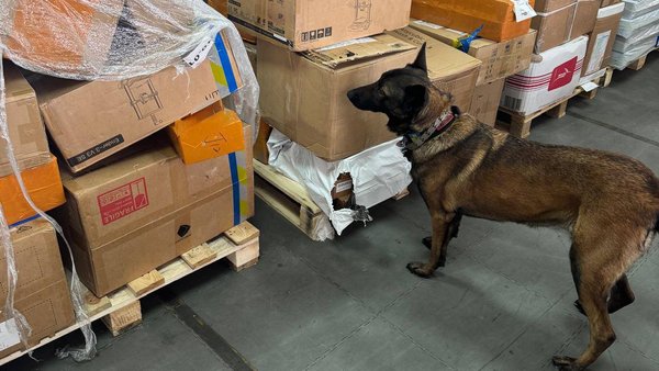 Німецька вівчарка Нора знайшла близько 4 кг дурману, замаскованого під цукати з…