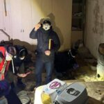 Котяча смертність на Київщині: провадження передано до судових органів.