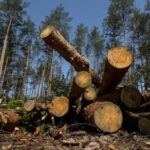 Зрізали лісу на понад 13 мільйонів: підозра експрацівникам Київоблагролісу