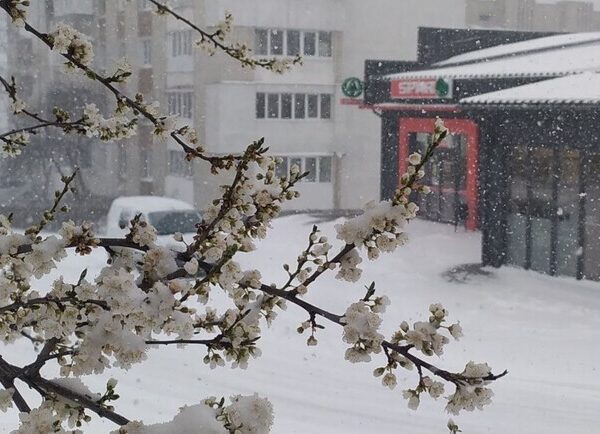 Февральский посевной календарь 2026: удачные и неудачные дни – Киев Vgorode.ua