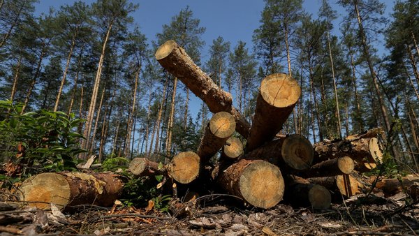 Лісові збитки на 13 мільйонів: обвинувачення експрацівникам “Київоблагролісу”