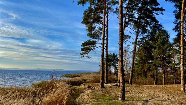 Знищення лісу та 20 гектарів сої: директору нацпарку “Білоозерський” оголосили про підозру