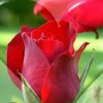 Тобі, коханий… – Театри Києва на Vgorode.ua