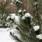 Фальсифікували папери про вирубку лісу: на Київщині віддадуть під суд&hellip;