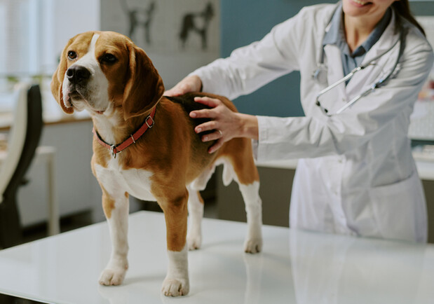 В Украине с 1 марта 2026 года вступил в силу новый ветеринарный&hellip;