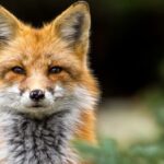 До трьох років за ґратами: мешканці Києва, чия квартира стала&hellip;