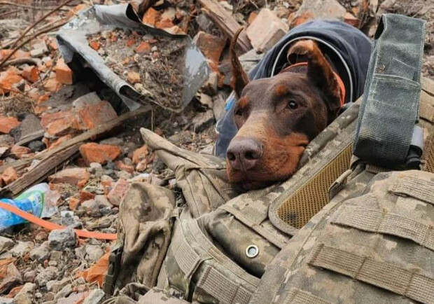 Спасатель Ханна покинула нас: более 170 жизней, спасенных из-под руин в Украине…