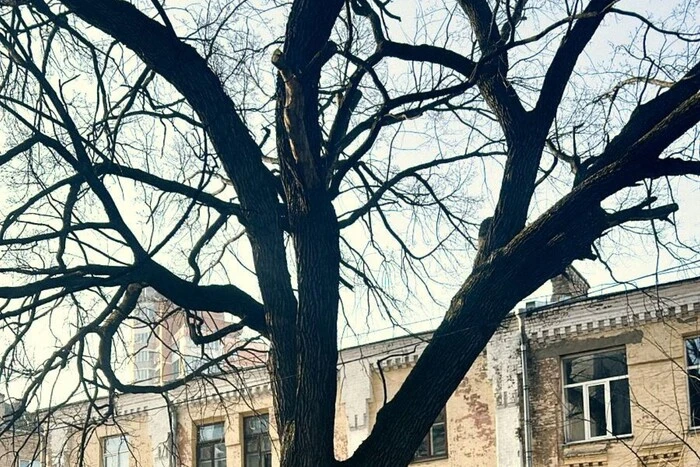 У Києві 300-річний Дуб Миколи Пимоненка оголошено пам’яткою природи: де він росте