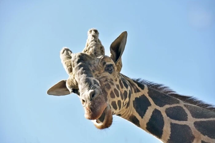 Директор столичного зоопарку прокоментував чутки про смерть жирафа: що сталося насправді