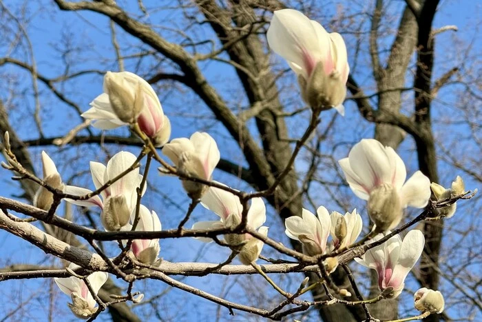 У Києві зацвіли перші магнолії: де подивитися та зробити фото