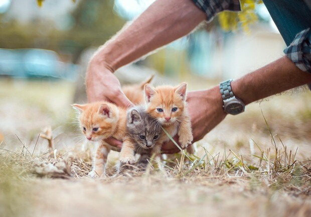 В школах України запроваджують програму дбайливого ставлення до тварин – Київ Vgorode.ua
