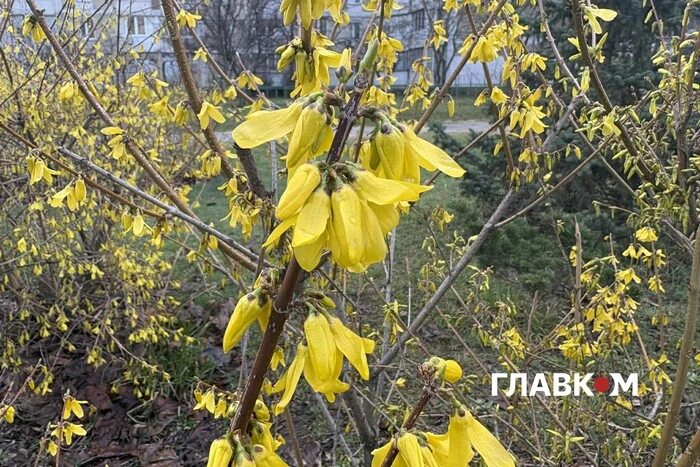 У Києві масово зацвіла форзиція та розпустилася верба (фото)