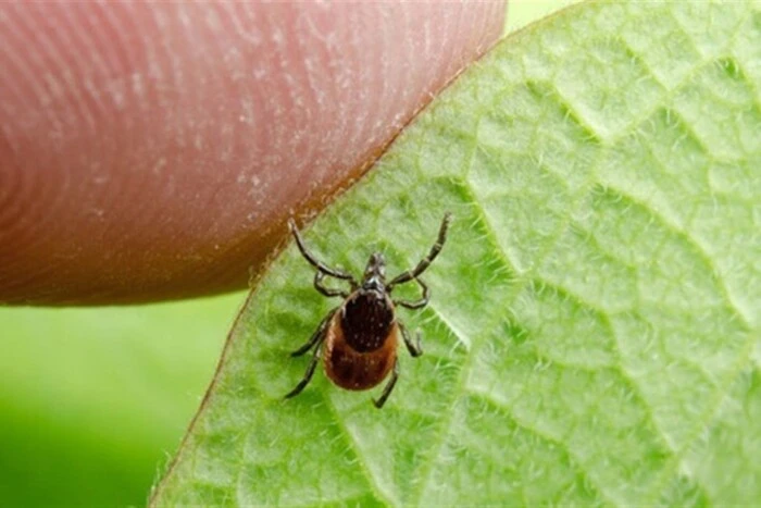 Сезон кліщів почався: як безпечно видалити паразита та що робити після укусу