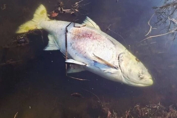 З’ясовано фактор загибелі риби у найбільшому озері Пущі-Водиці.