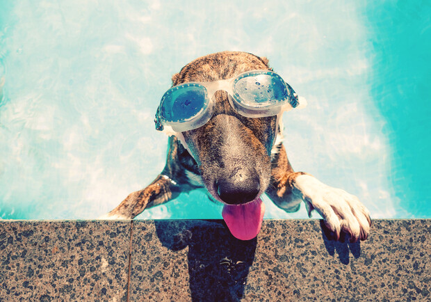 Украине грозит знойное лето 2026: прогноз погоды – Киев Vgorode.ua