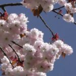 ВЕСЕННЯ МУЗИКА – Київські Концерти на Vgorode.ua