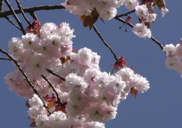 МУЗЫКА ВЕСНЫ - фото