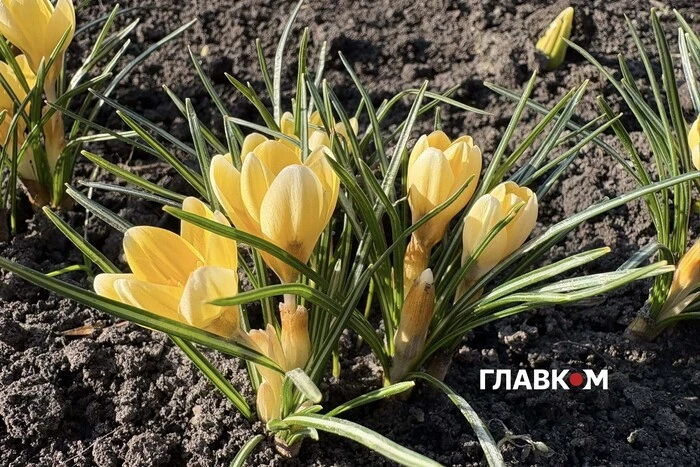 Київ: нетиповий березень з рекордним погодним явищем за 135 років