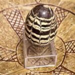 В “Софії Київській” виставили давню писанку-калатало 12 століття з Київської&hellip;