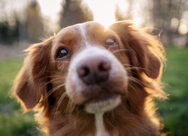 Фестиваль AdoptMe Days на ВДНГ: знай свого чотирилапого друга цього вікенду
