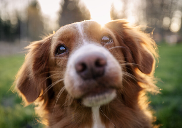 Фестиваль AdoptMe Days на ВДНГ: знай свого чотирилапого друга цього вікенду