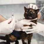 Нужны ли прививки взрослой кошке, которая не выходит из дома