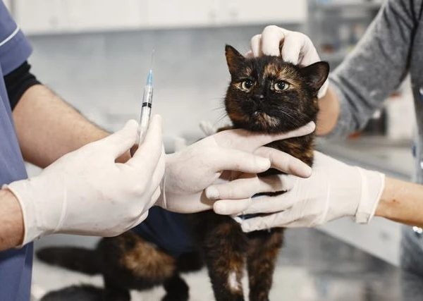 Нужны ли прививки взрослой кошке, которая не выходит из дома